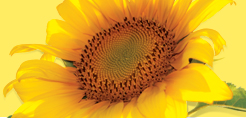 EVA Sunflower Oil