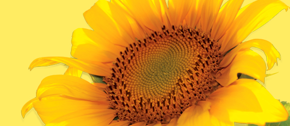 EVA Sunflower Oil